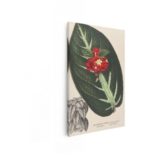 Artaza Canvas Schilderij Gedetailleerde Botanische Illustratie van de Alloplectus Vittatus Plant met Rode Bloemen - 60x90 cm - Wanddecoratie Woonkamer - Schilderijen - Muurdecoratie