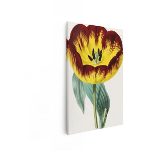 Artaza Canvas Schilderij Tulp - 40x60 cm - Wanddecoratie Bloemen - Muurdecoratie Vintage - Decoratie Botanische Illustratie - Geel Rood