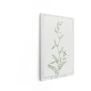 Artaza Canvas Schilderij Botanische Illustratie - 60x90 cm - Wanddecoratie Vintage Plant - Muurdecoratie Bloemen - Decoratie Schilderijen