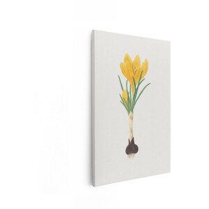 Artaza Canvas Schilderij Gele Krokus - 40x60 cm - Wanddecoratie Bloemen - Muurdecoratie Vintage - Schilderijen Op Canvas Bloem