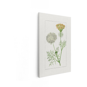Artaza Canvas Schilderij Botanische Illustratie van Wilde Wortelbloemen met Gedetailleerde Bladeren en Stengels - 60x90 cm - Wanddecoratie Woonkamer - Schilderijen - Muurdecoratie