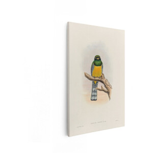 Artaza Canvas Schilderij Vogel - 60x90 cm - Wanddecoratie Trogon - Muurdecoratie Vintage Illustratie - Decoratie Dieren Woonkamer - Geel Groen
