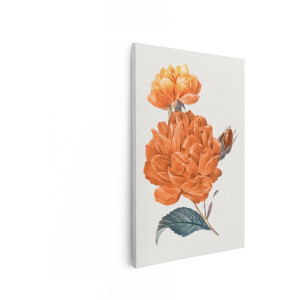 Artaza Canvas Schilderij Vintage Oranje Roos met Knop en Blad - Botanische Illustratie - 40x60 cm - Wanddecoratie Woonkamer - Schilderijen - Muurdecoratie