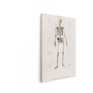 Artaza Canvas Schilderij Anatomie - 20x30 cm - Wanddecoratie Skelet - Vintage Muurdecoratie Botten - Retro Schilderijen Op Canvas