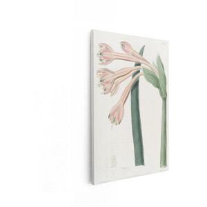 Artaza Canvas Schilderij Botanische Illustratie van een Plant met Roze Bloemen en Groene Bladeren - 19E-Eeuwse Gravure - 60x90 cm - Wanddecoratie Woonkamer - Schilderijen - Muurdecoratie