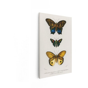 Artaza Canvas Schilderij Vlinders - 60x90 cm - Wanddecoratie Vintage - Muurdecoratie Dieren - Decoratie Natuur Botanisch