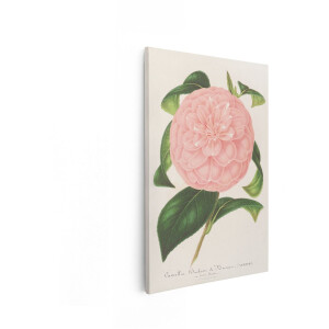 Artaza Canvas Schilderij Camellia Duchesse De Nassau - 20x30 cm - Wanddecoratie Bloem - Muurdecoratie Vintage - Brocante Decoratie Landelijk