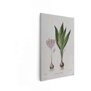 Artaza Canvas Schilderij Botanische Illustratie van de Herfstkrokus met Bloem en Bol - 80x120 cm - Groot - Wanddecoratie Woonkamer - Schilderijen - Muurdecoratie