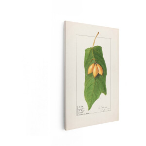 Artaza Canvas Schilderij Tamarillo - 20x30 cm - Wanddecoratie Botanisch - Muurdecoratie Vintage Fruit - Schilderijen Op Canvas Natuur