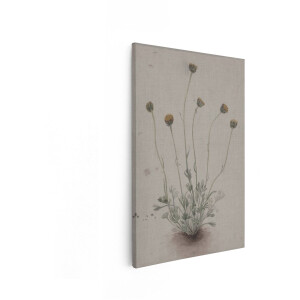 Artaza Canvas Schilderij Gedetailleerde Aquareltekening van een Plant met Gele Bloemen en Fijne Bladeren - 80x120 cm - Groot - Wanddecoratie Woonkamer - Schilderijen - Muurdecoratie