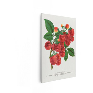 Artaza Canvas Schilderij Frambozen - 60x90 cm - Botanische Wanddecoratie - Muurdecoratie Fruit - Vintage Decoratie Keuken