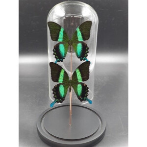 Opgezette Vlinders in Stolp - Vlinder In Glazen Stolp - Vlinderstolp Glas - Groen - 20 cm