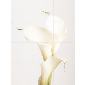 IXXI White Calla Lily No 3, 1x Studio II & Various - 60 x 80 cm - Gratis ophangtool - Grote wanddecoratie en posters - Minimalisme, Abstract