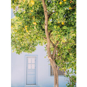 IXXI Blue House Lemon Tree, Pati Photography - 60 x 80 cm - Gratis ophangtool - Grote wanddecoratie en posters - Kleurrijk, Fotografie, Keuken