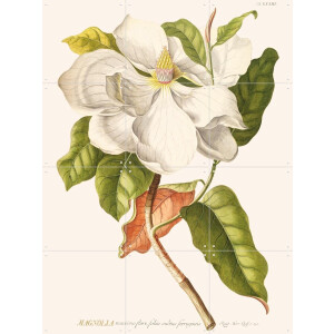 IXXI Magnolia, Aster Edition - 60 x 80 cm - Gratis ophangtool - Grote wanddecoratie en posters - Naturalisme, Illustraties, Vintage, Woonkamer