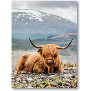 Schotse Hooglander - 30x40 Dibond voor Binnen én Buiten - Besteposter - Dieren - Natuur