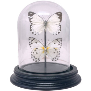 Opgezette vlinders - Belenois Calypso (2) in glazen stolp 9x 12 cm - Geprepareerde vlinders/ insecten Decoratie - Demuseumwinkel.com