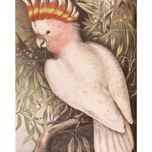 IXXI Cockatoo, Aster Edition - 80 x 100 cm - Gratis ophangtool - Grote wanddecoratie en posters - Naturalisme, Klassiek, Illustraties, Woonkamer