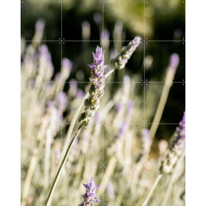 IXXI Lavender Fields, Henrike Schenk - 80 x 100 cm - Gratis ophangtool - Grote wanddecoratie en posters - Fotografie, Naturalisme, Eetkamer
