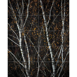 IXXI Birch Trees Dark, Mareike Böhmer - 80 x 100 cm - Gratis ophangtool - Grote wanddecoratie en posters - Realisme, Fotografie, Minimalisme