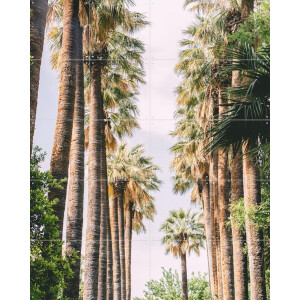IXXI Palm Tree Lane, Pati Photography - 80 x 100 cm - Gratis ophangtool - Grote wanddecoratie en posters - Fotografie, Gang, Slaapkamer, Woonkamer