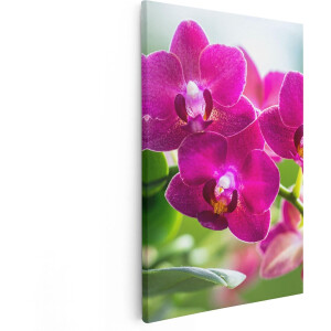 Artaza Canvas Schilderij Roze Orchidee Bloemen - 80x120 - Groot - Foto Op Canvas - Canvas Print
