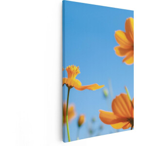 Artaza Canvas Schilderij Oranje Cosmea Bloemen - 80x120 - Groot - Foto Op Canvas - Canvas Print