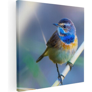 Artaza Canvas Schilderij Kleurrijke Blauwborst Vogel Op Een Tak - 80x80 - Groot - Foto Op Canvas - Canvas Print