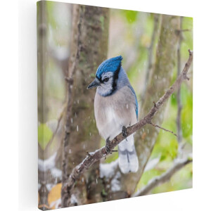 Artaza Canvas Schilderij Blauwe Gaai Vogel In De Sneeuw - 50x50 - Foto Op Canvas - Canvas Print