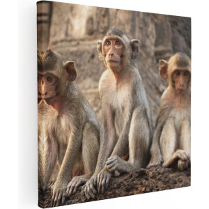 Artaza Canvas Schilderij Drie Kleine Apen Naast Elkaar - 50x50 - Foto Op Canvas - Canvas Print