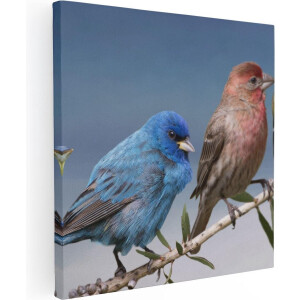 Artaza Canvas Schilderij Kleurrijke Vogels - 40x40 cm - Klein - Wanddecoratie Natuur - Muurdecoratie Vogels Op Tak - Kamer Accessoires