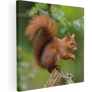Artaza Canvas Schilderij Eekhoorn op een Boomstam in het Bos - 90x90 - Groot - Foto Op Canvas - Canvas Print