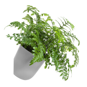 QUVIO Bloempot voor aan de wand - Diameter 15 cm - Grijs