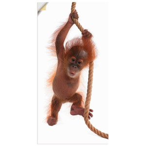 Artland Artprint Baby orang oetan hangt aan het touw I als artprint van aluminium, artprint op linnen, muursticker of poster in verschillende maten