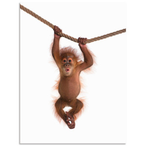 Artland Artprint Baby orang oetan hangt aan het touw II als artprint van aluminium, artprint voor buiten, artprint op linnen, poster, muursticker