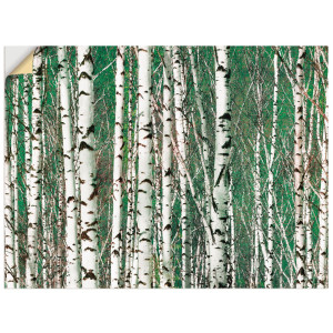 Artland Artprint Berkenbos - bomen als artprint op linnen, muursticker in verschillende maten