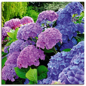 Artland Artprint Hortensia's in de tuin als artprint van aluminium, artprint voor buiten, artprint op linnen, poster, muursticker