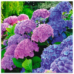 Artland Artprint Hortensia's in de tuin als artprint van aluminium, artprint voor buiten, artprint op linnen, poster, muursticker