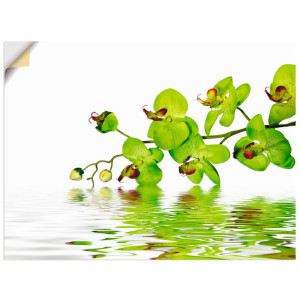 Artland Artprint Mooie orchidee met groene achtergrond als artprint op linnen, muursticker in verschillende maten