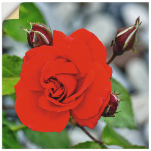 Artland Artprint Rode roos met knoppen als artprint op linnen, muursticker in verschillende maten