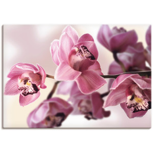 Artland Artprint Roze orchidee als artprint van aluminium, artprint voor buiten, artprint op linnen, poster, muursticker