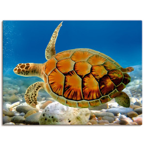 Artland Artprint Schildpad als artprint op linnen, poster, muursticker in verschillende maten