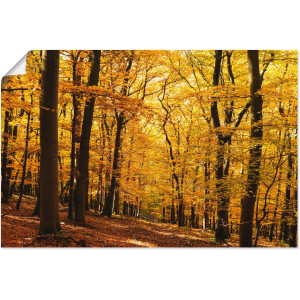 Artland Artprint Wandeling in herfstbos als artprint van aluminium, artprint voor buiten, artprint op linnen, poster in verschillende maten. maten