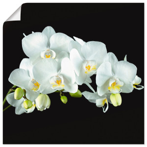 Artland Artprint Witte orchidee op een zwarte achtergrond als artprint op linnen, poster, muursticker in verschillende maten