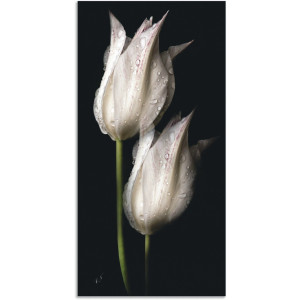 Artland Artprint Witte tulpen in de nacht als artprint van aluminium, artprint voor buiten, artprint op linnen, poster, muursticker