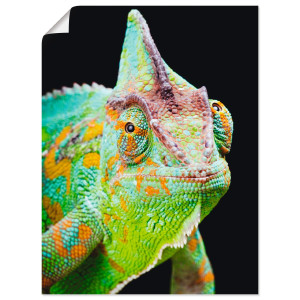 Artland Artprint Yemen kameleon als artprint van aluminium, artprint voor buiten, poster, muursticker in diverse maten formaten