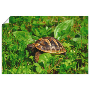 Artland Poster Griekse landschildpad baby als artprint van aluminium, artprint op linnen, muursticker of poster in verschillende maten