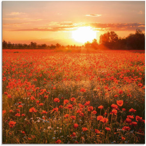 Artland Print op glas Klaprozenveld bij zonsondergang