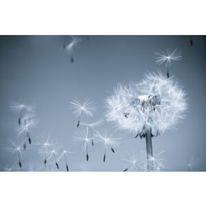 Papermoon Fotobehang Dandelion in the wind