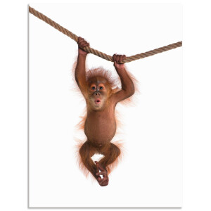 Artland Artprint Baby orang oetan hangt aan het touw II als artprint van aluminium, artprint voor buiten, artprint op linnen, poster, muursticker